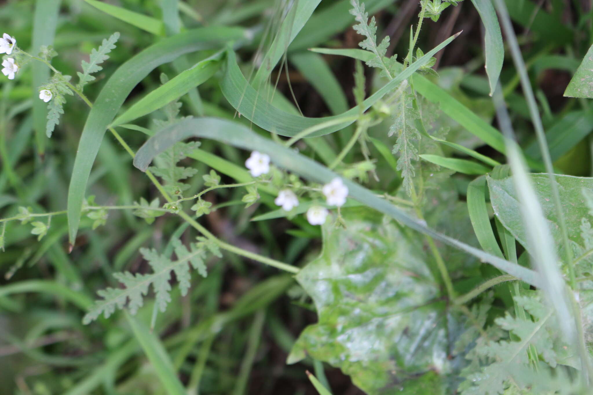 Image de Eucrypta chrysanthemifolia (Benth.) Greene