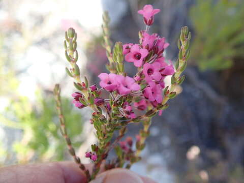 Image de Erica longiaristata Benth.