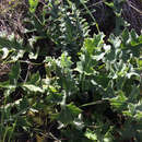 صورة Cirsium fontinale var. obispoense J. T. Howell