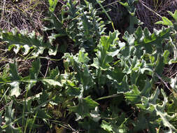 Image of Chorro Creek bog thistle