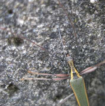 Image of Calliprason marginatum White 1846