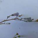 صورة Wahlenbergia paniculata (L. fil.) A. DC.