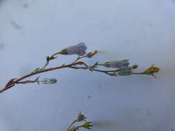 Imagem de Wahlenbergia paniculata (L. fil.) A. DC.