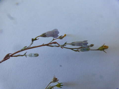 Image of Wahlenbergia paniculata (L. fil.) A. DC.