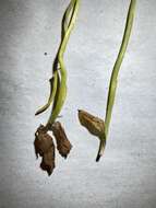 Image of Florida Ladies'-Tresses