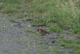 Image of Twite