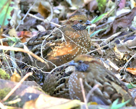 Image of Spotted Wood Quail