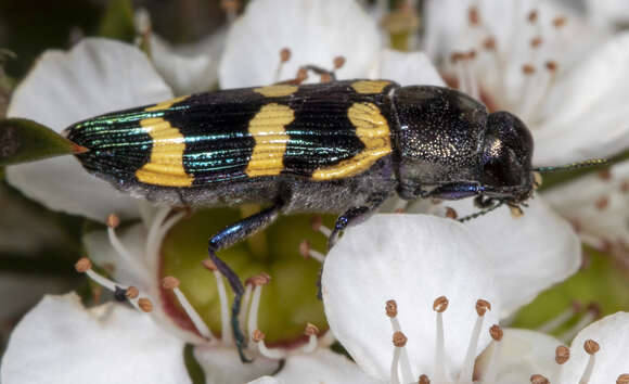 Image of Castiarina rectifasciata (Saunders 1868)