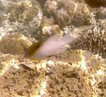 Image of Black-vent damsel