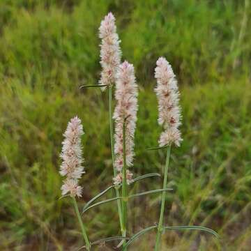 Image of Cyphocarpa angustifolia (Moq.) Lopr.