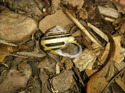 Image of Brown Lipped Snail