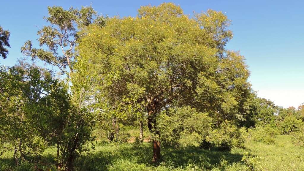 Image of African weeping-wattle