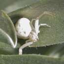 Image of Mecaphesa californica (Banks 1896)