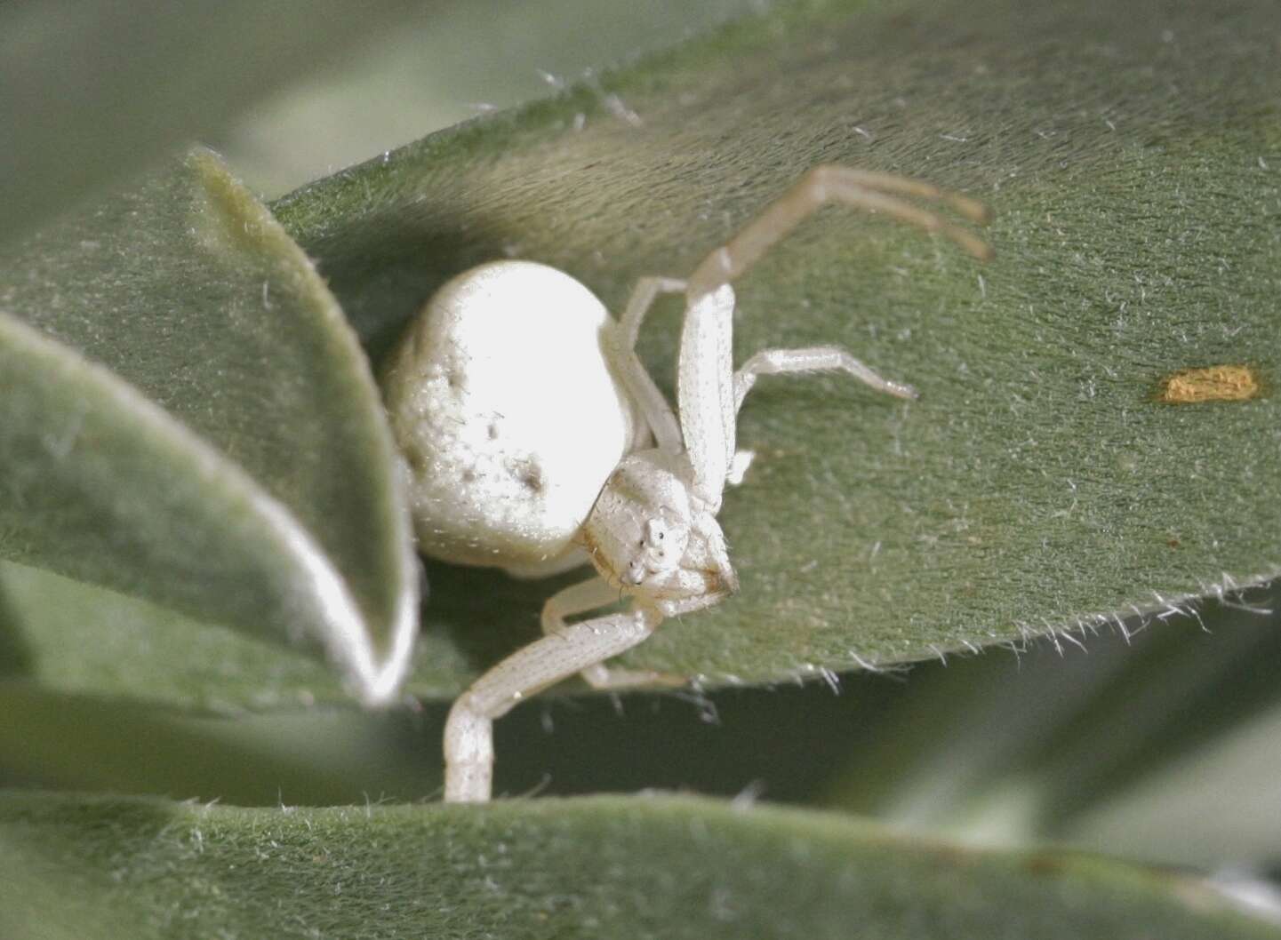 Image of Mecaphesa californica (Banks 1896)