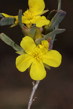 Image of Hibbertia subvaginata (Steudel) F. Müll.