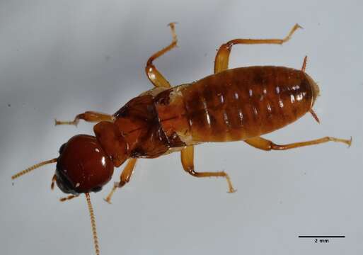 Image of Pacific Dampwood Termite