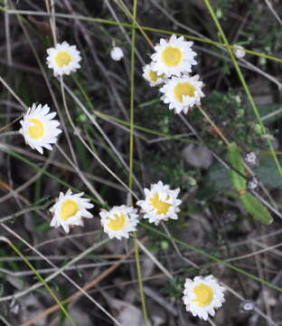 Image of Argentipallium obtusifolium (Sond.) P. G. Wilson