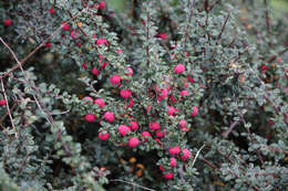 Image of Chinese rockspray