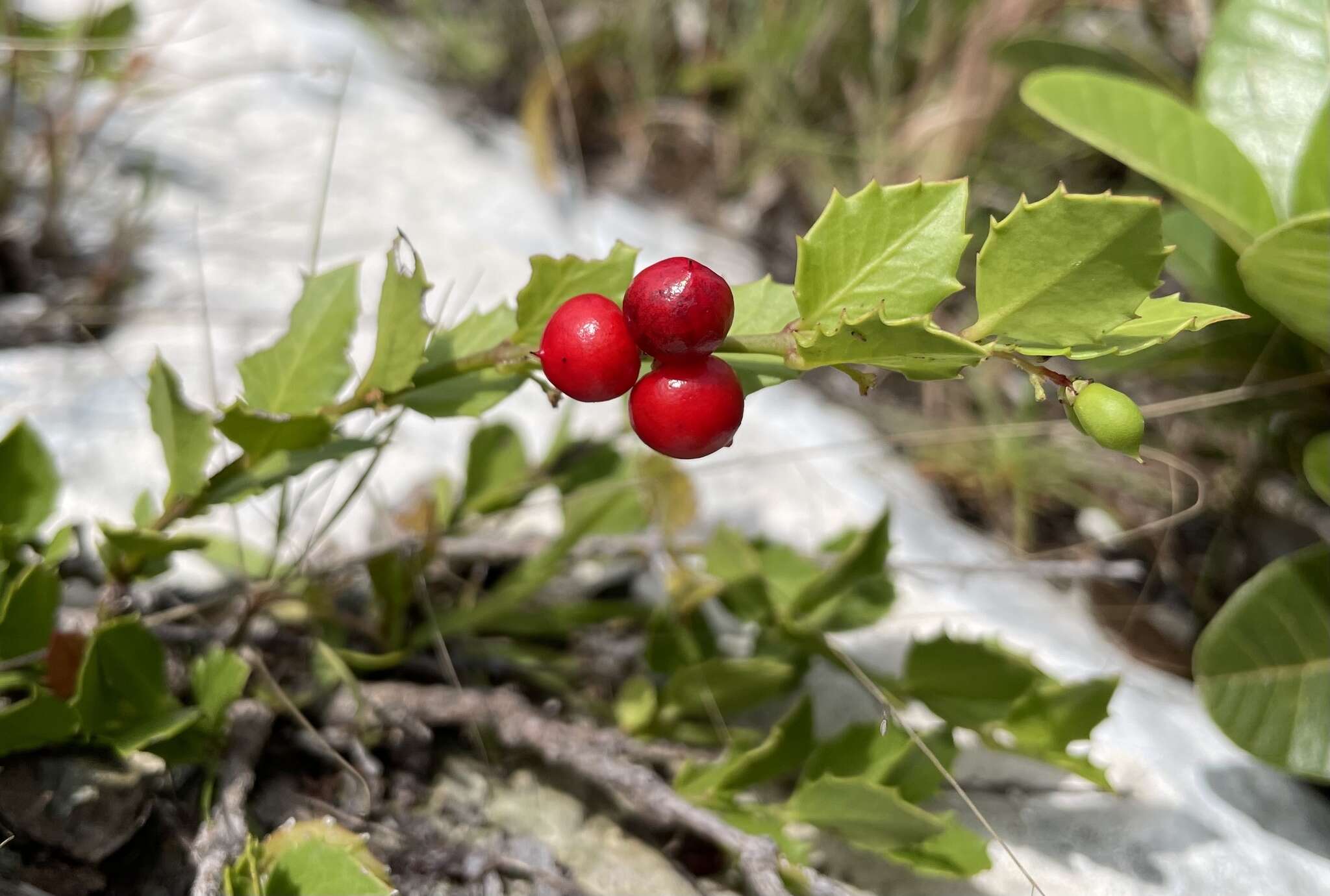 صورة Crossopetalum ilicifolium (Poir.) Kuntze