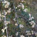 Image of Ceanothus cuneatus var. cuneatus