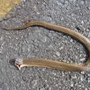 Image of Brazilian Burrowing Snake