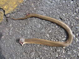 Image of Brazilian Burrowing Snake