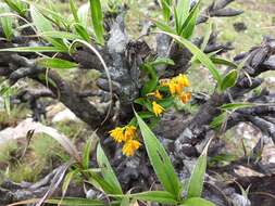 Image de Polystachya mafingensis P. J. Cribb