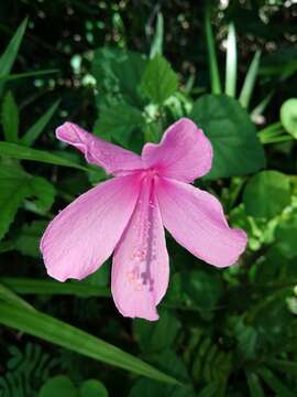Image of Forest pink hibiscus