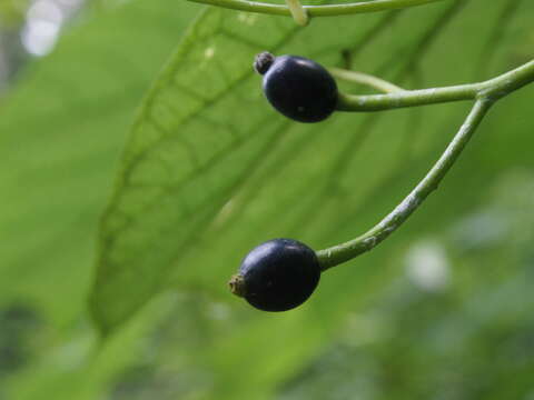 Image of Alangium platanifolium (Siebold & Zucc.) Harms