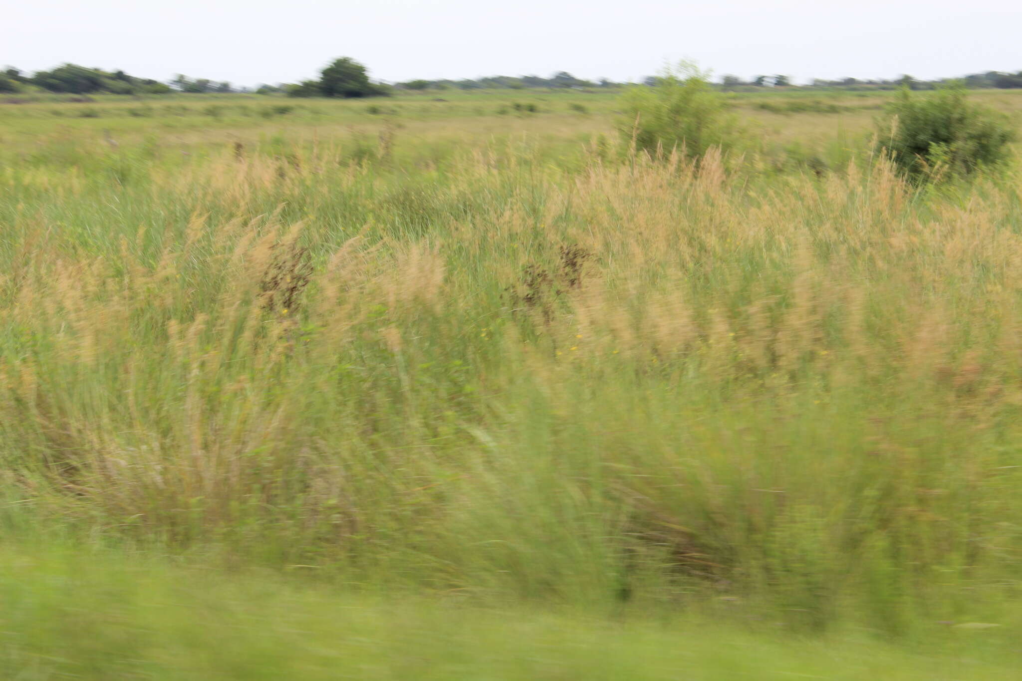 Image of sandysoil Indiangrass