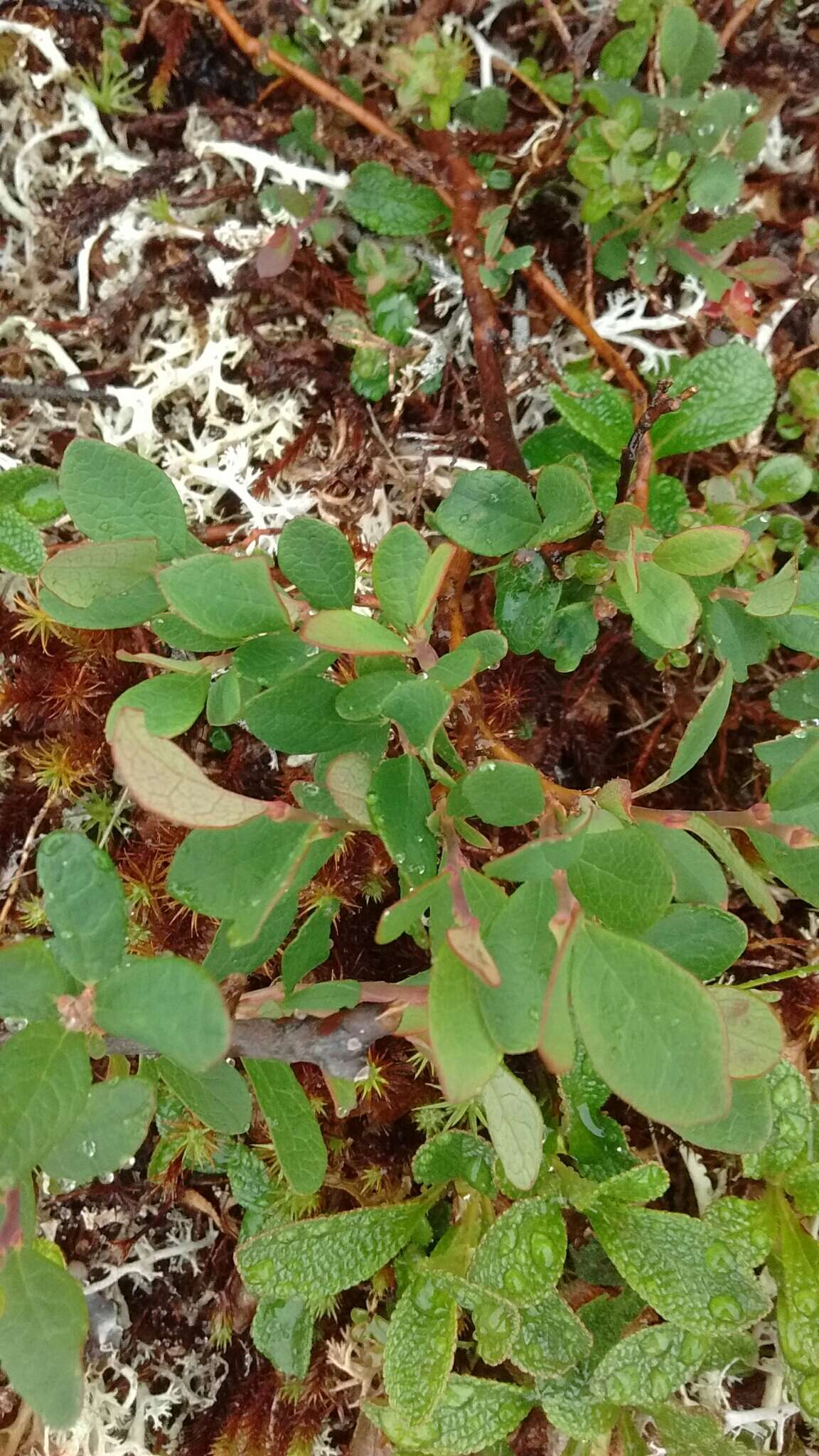 Image of alpine bilberry