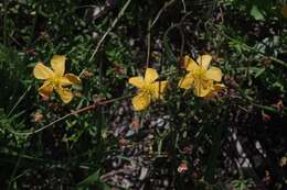 صورة Hypericum lalandii Choisy