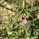 Image of Kalmia microphylla (Hook.) A. Heller