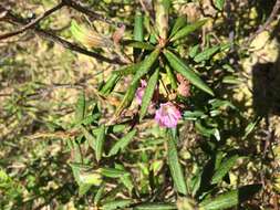 Image of Kalmia microphylla (Hook.) A. Heller