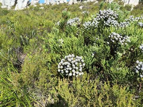 Image of Brunia neglecta Schltr.