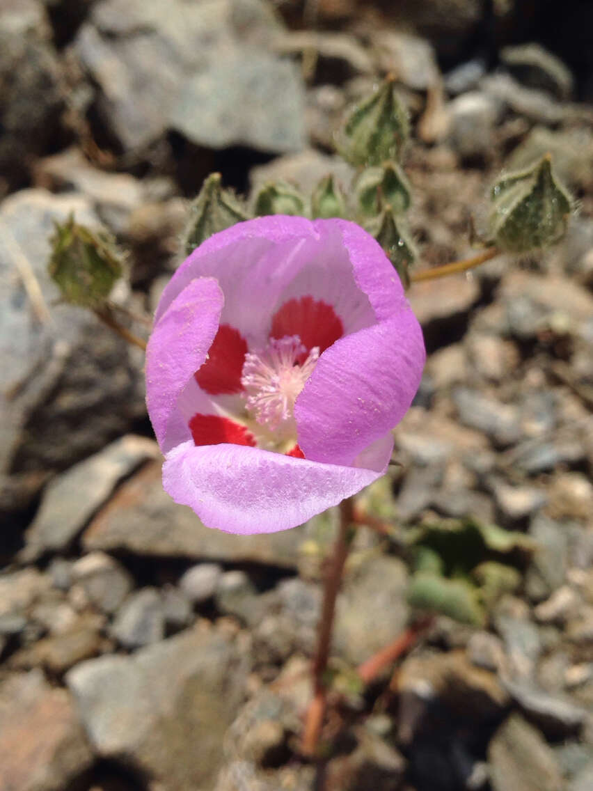 Imagem de Eremalche rotundifolia (A. Gray) Greene