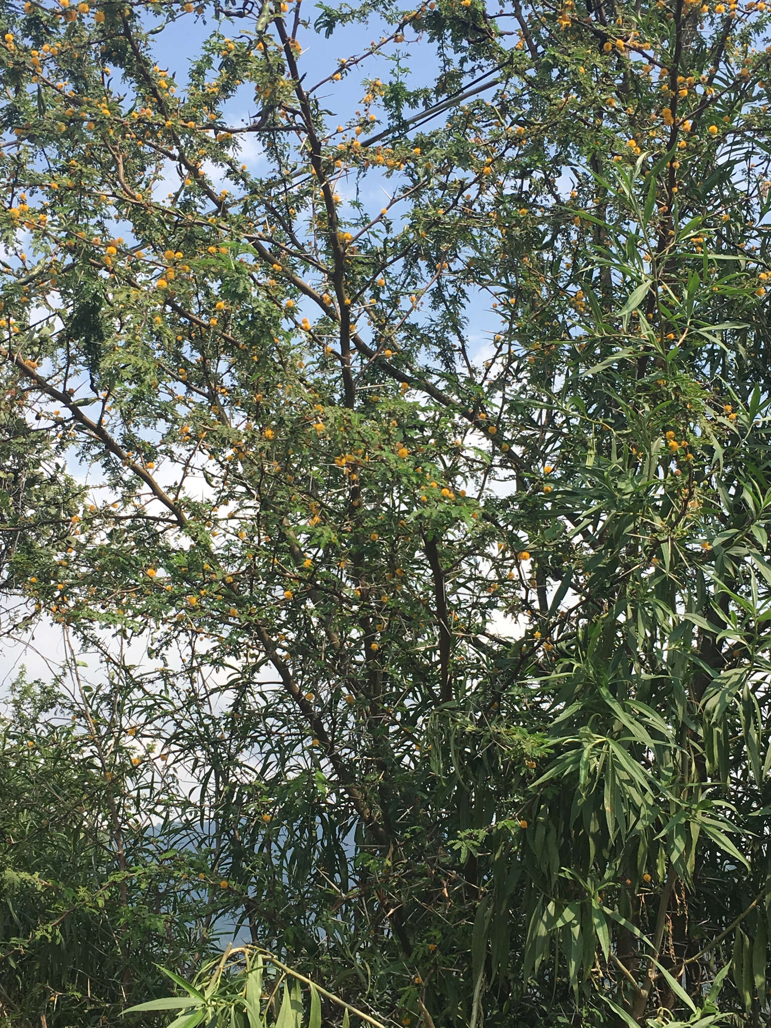 Слика од Vachellia farnesiana (L.) Wight & Arn.