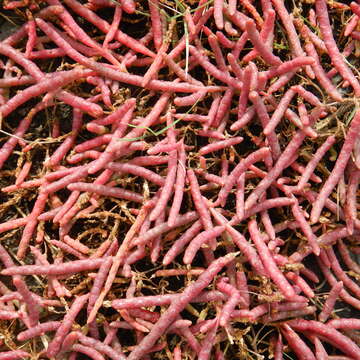 Image of red samphire