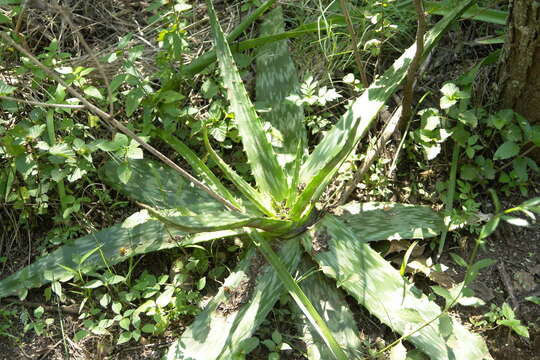 Image of Aloe transvaalensis Kuntze