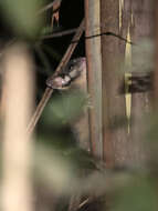 Image of Leadbeater's possum