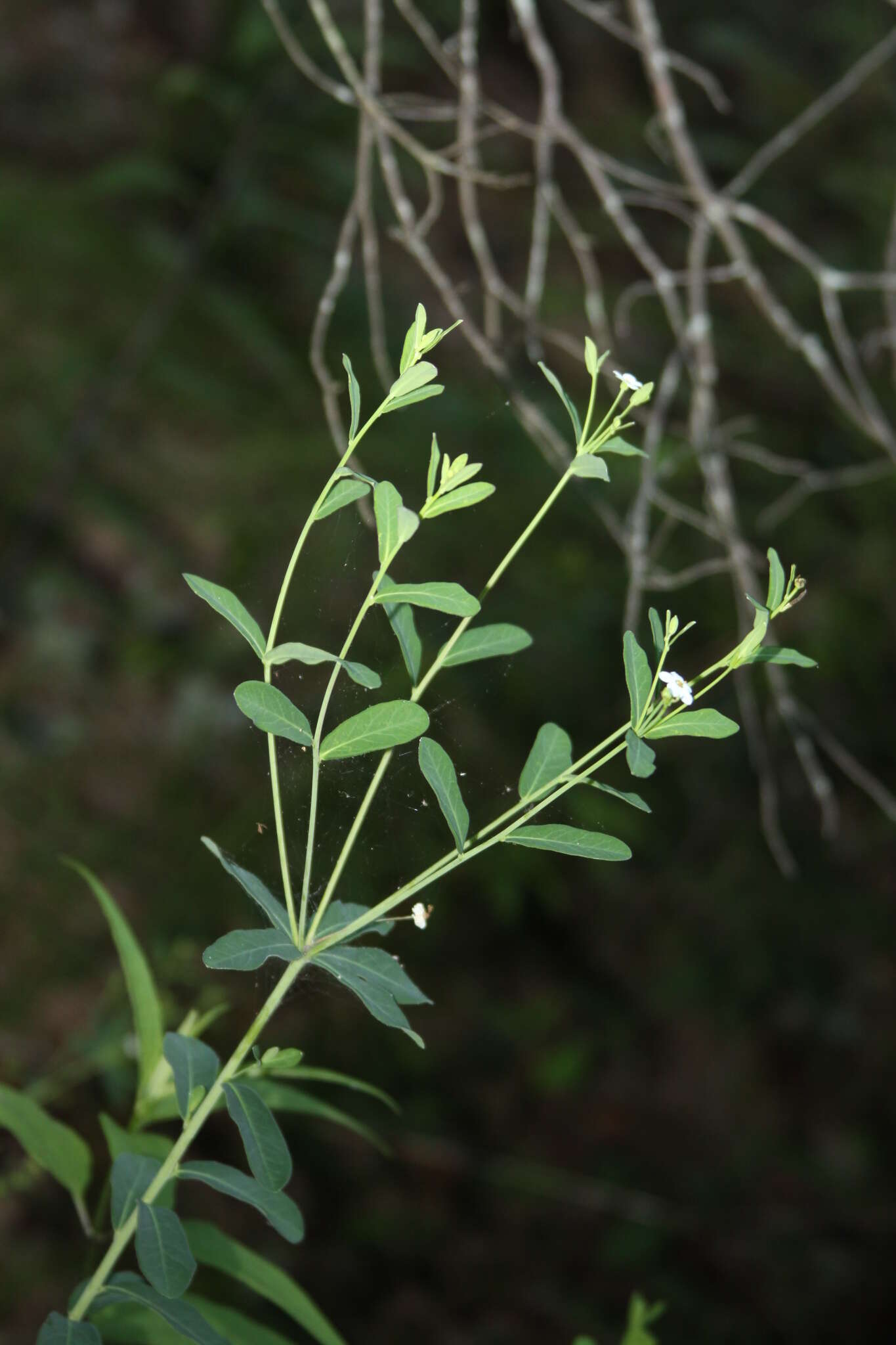 Image of false flowering spurge