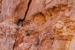 Image of Pharaoh Eagle-Owl