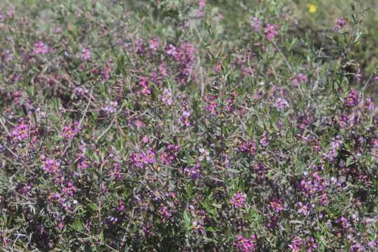 Sivun Calcicola sericea (Nied.) W. R. Anderson & C. Davis kuva