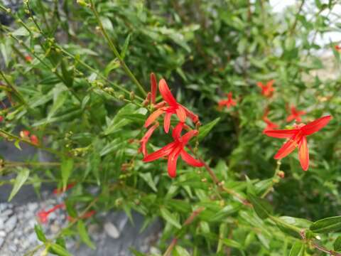 Anisacanthus quadrifidus var. wrightii (Torr.) J. Henrickson的圖片