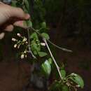 Image of Jatropha cordata (Ortega) Müll. Arg.