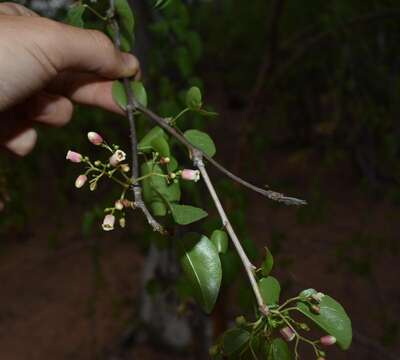 Image of Jatropha cordata (Ortega) Müll. Arg.