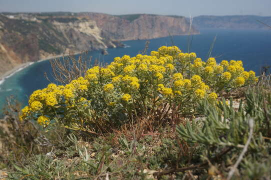 Plancia ëd Alyssum tortuosum Waldst. & Kit. ex Willd.