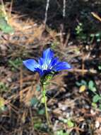 Image de Gentiana autumnalis L.