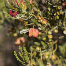 Imagem de Dodonaea lobulata F. Müll.