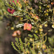 Image de Dodonaea lobulata F. Müll.